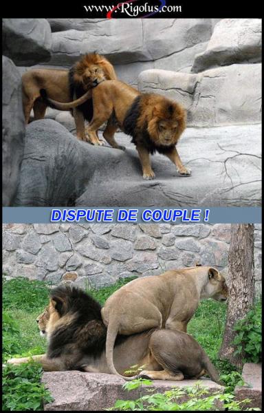 un lion